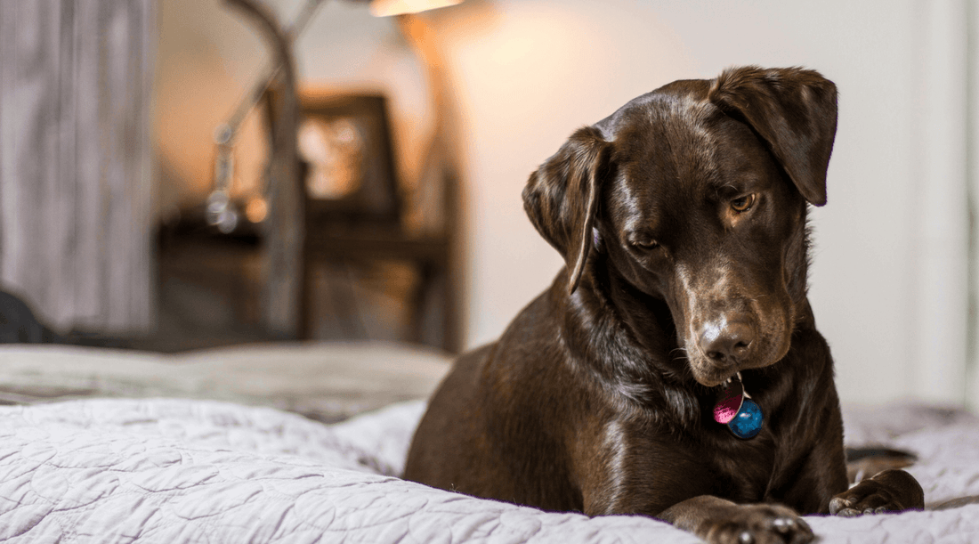 Living with Dogs in Flats: Your Guide to Dog Apartment Success